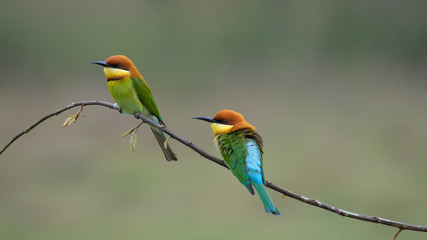 two Chestnut-headed Bee-eater on the wood stick 