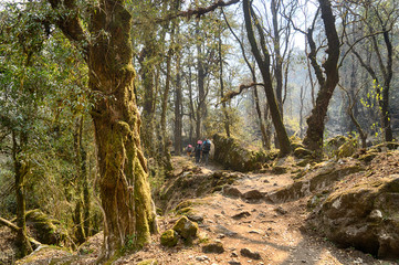 Hiking in Nepal jungle forest
