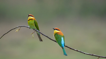 two Chestnut-headed Bee-eater on the wood stick 