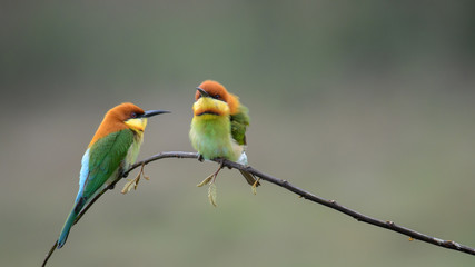 two Chestnut-headed Bee-eater on the wood stick 