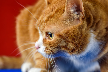 portrait of a cat on a red background