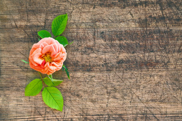 Pink flower with leaves plants a small rose on the dark old wooden Board, background, grunge, vintage, top view, copy space, flat lay