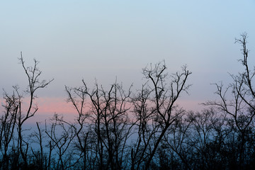 The trees silhouette with sunset orange sky in the evening