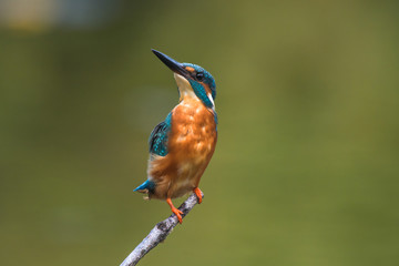 common king fisher on green background, shallow background, bird , avian