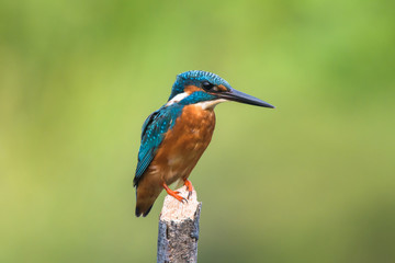 common king fisher on green background, shallow background, bird , avian