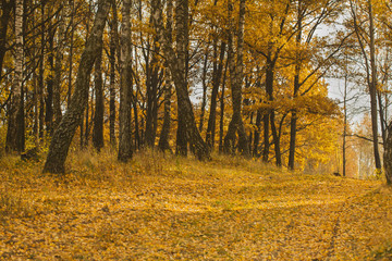 trees yellow leaves autumn park