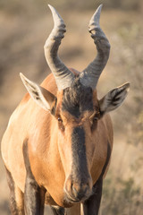 Hartebeest