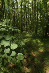 Obraz premium forest trees. nature green wood sunlight backgrounds.