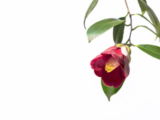 Simple red camellia
