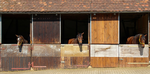 Three horses look out of the stables © leomalsam
