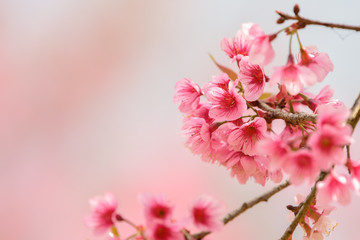 Obraz premium Pink Beautiful Sakura blossom natural trees with flowers