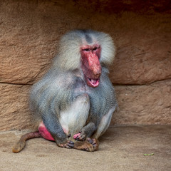 Portrait of hamadryas baboon