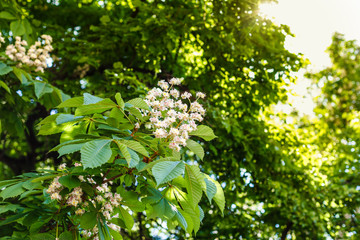 branches of blossoming chestnut tree with sun beams