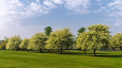 Fototapeta na wymiar full bloom trees in the park