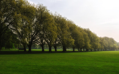 Fototapeta na wymiar row of old trees with green lawn in foreground