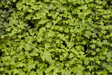 background of green leaves