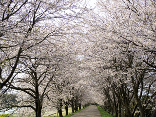Japan, Sakura, Lake Biwa