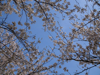 Japan, Sakura, Lake Biwa