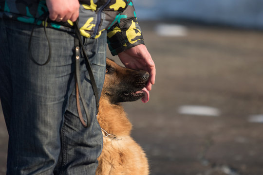Shepherd dog at training session