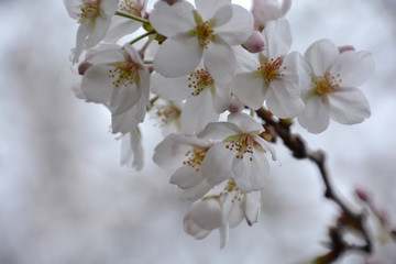Cherry Blossoms; Sakura