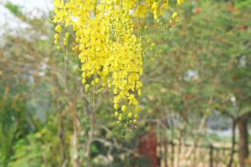 Fototapeta premium Golden shower flower or Ratchaphruek bloom hanging on tree , Thailand national flower