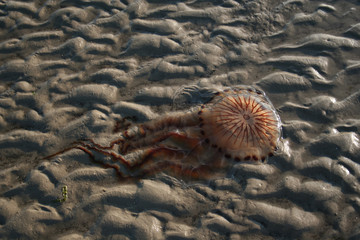 rote Qualle am Strand
