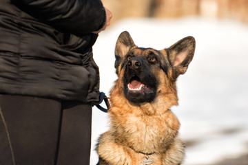 Shepherd dog at training session