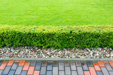 Fototapeta premium Neatly trimmed low shrub on the background of a green lawn
