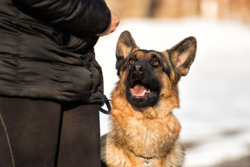 Shepherd dog at training session