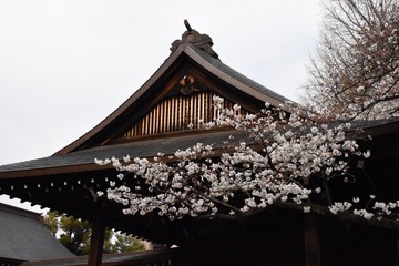 神社の桜