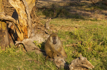 Image of monkey baboons in Amboseli National Park in Kenya