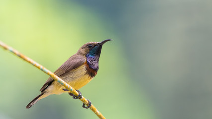 O;ive-backed Sunbird on the branch with shallow blurry background