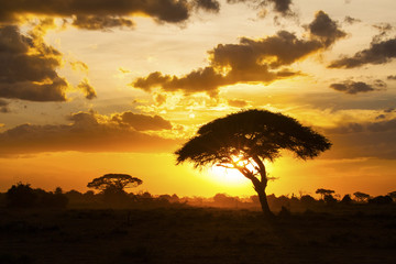 Naklejka na ściany i meble Sunset in savannah. Amboseli National Park, Kenya.