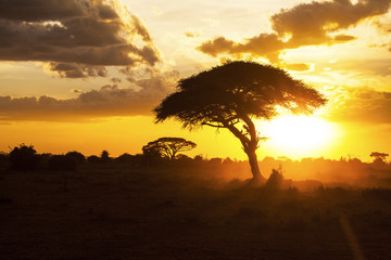Fototapeta na wymiar Sunset in savannah. Amboseli National Park, Kenya.