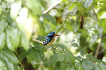 
Banded kingfisher / This is very rare wild bird photo which was took in Malaysia Borneo.This bird name is Banded kingfisher. 