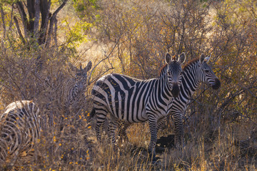 Zebras in the savanna of Tsavo East, Kenya