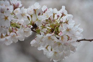 Cherry Blossoms; Sakura