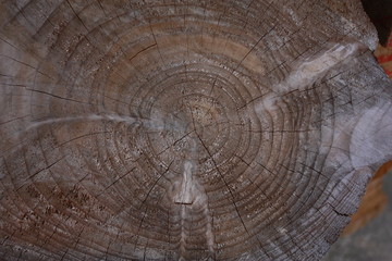 Fototapeta premium 年輪