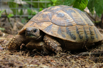 The tortoise crawls on the ground