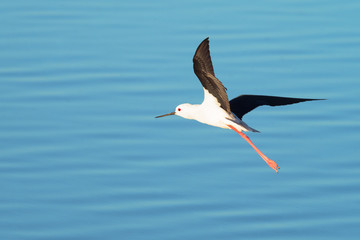 Black-winged Stilt in Flight