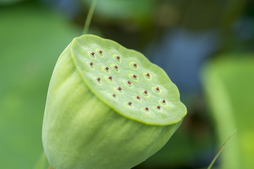 緑のハチの巣。