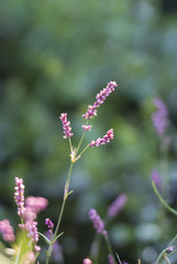 Obraz premium 植物