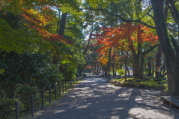 Fototapeta premium 紅葉