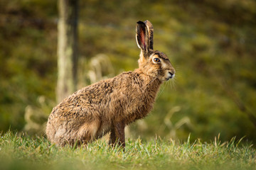 European hare