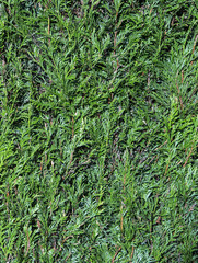 green thujahecke, symbol photo for privacy, privacy, demarcation