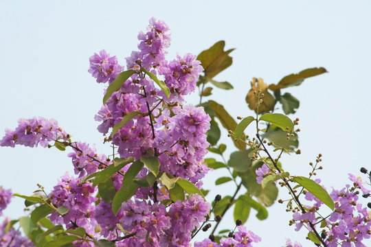 Purple flower blooming,Lagerstroemia loudonii flower on blue sky background