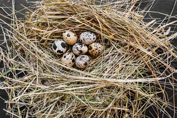 Obraz premium Seven Quail Eggs in Hay Nest