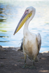 Great white or eastern white pelican, rosy pelican or white pelican is a bird in the pelican family