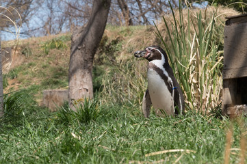 草むらで立つペンギン