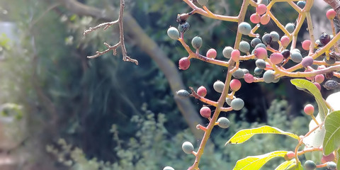 Monkey Park - Yodfat